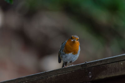 Close-up of bird perching on railing