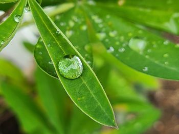 Close-up of wet plant leaves
