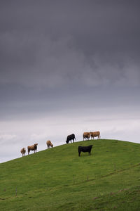 Cows grazing in a field