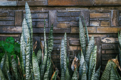 Close-up of old wooden wall