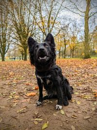 Portrait of dog on ground during autumn