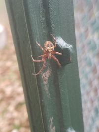 Close-up of spider