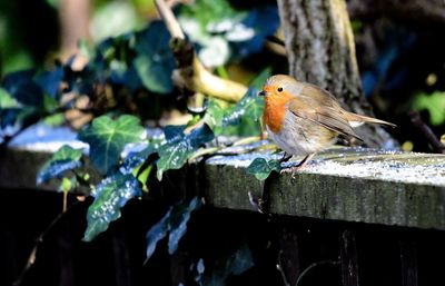 Close-up of bird perching on wood