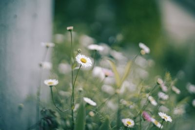 Close-up of flowers against blurred background