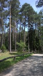 Road amidst trees in forest