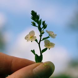 Close-up of hand holding small plant