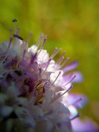 Close-up of purple flowering plant