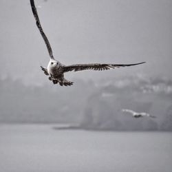 Close-up of eagle flying against clear sky