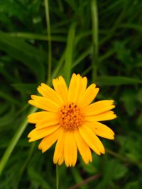 Close-up of yellow flower blooming outdoors