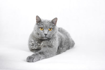 Portrait of cat lying on white background