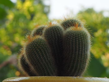 Close-up of cactus