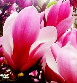 Close-up of pink flowers