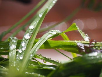 Close-up of wet plant leaves during rainy season