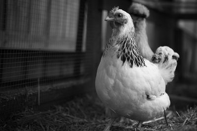 Close-up of chicken at farm