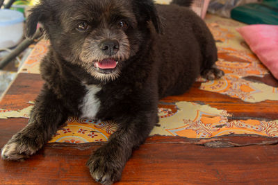 Portrait of dog sitting on bed at home