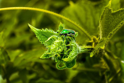 Close-up of insect on leaf