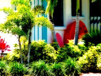 View of plants and trees