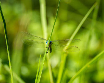 Blue dragonfly rests on a straw
