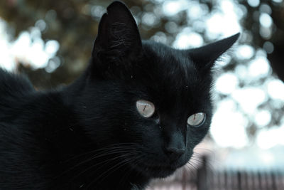 Close-up portrait of black cat