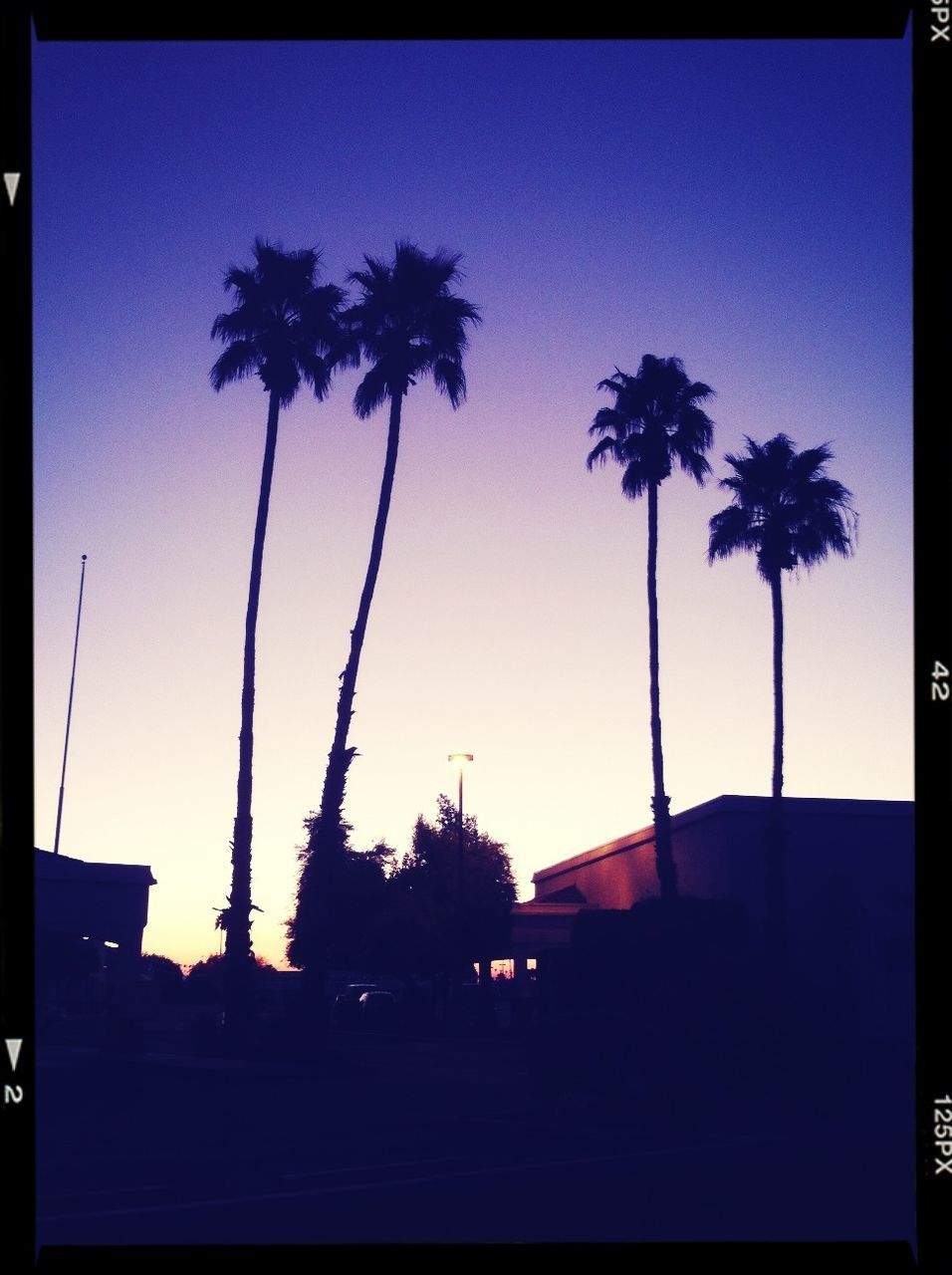 palm tree, transfer print, tree, clear sky, silhouette, auto post production filter, low angle view, blue, copy space, built structure, sky, building exterior, architecture, growth, dusk, sunset, nature, outdoors, no people, street light