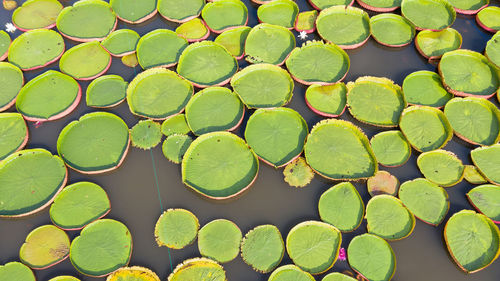 High angle view of leaves floating on lake