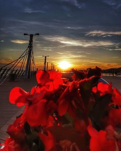 View of flowering plants against sky during sunset