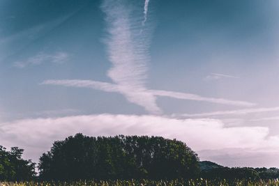 Low angle view of trees against sky