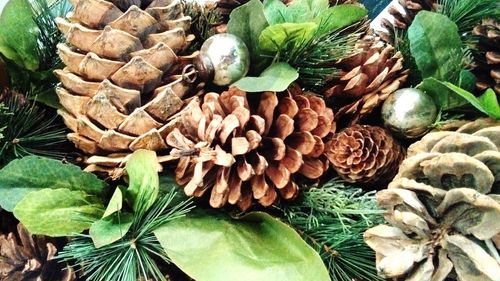 Close-up of pine cone on tree