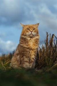 Portrait of cat sitting on grass against sky