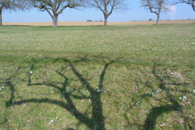 Trees on grassy field