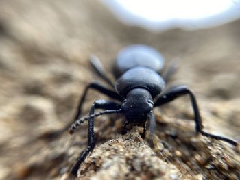 Close-up of insect