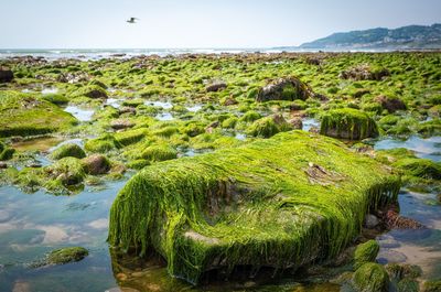 Plants growing on rocks by sea against sky