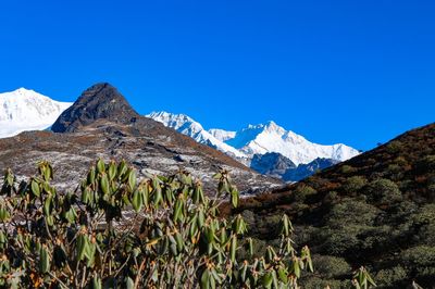 Scenic view of snowcapped mountains against clear blue sky