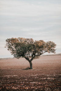 Tree on landscape against sky