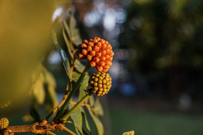 Close-up of fruits growing on plant 