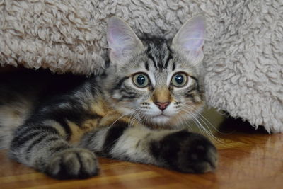 Portrait of tabby cat