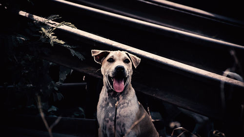 Portrait of a dog