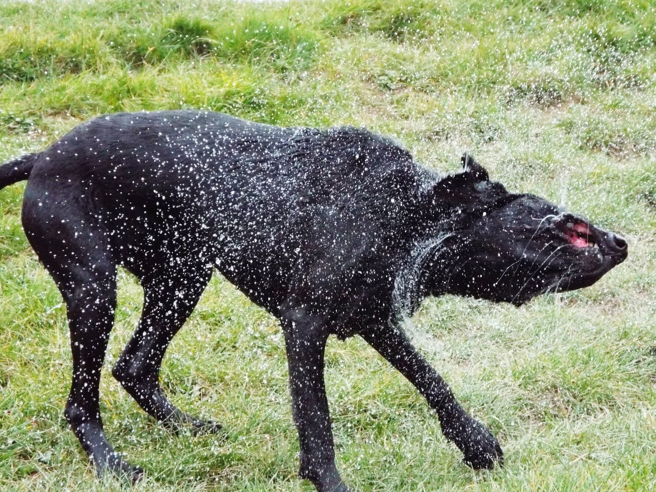 Watershake