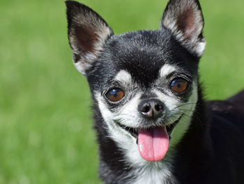 Close-up portrait of a dog