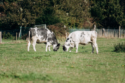 Horses in a field