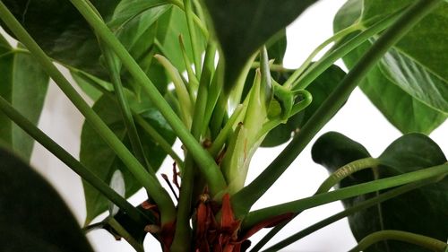 Close-up of fresh green plant