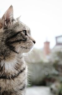 Close-up of a cat looking away