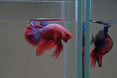 Fish swimming in sea