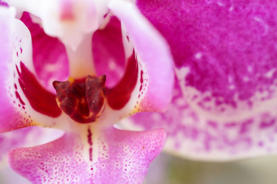 Close-up of pink flower blooming outdoors