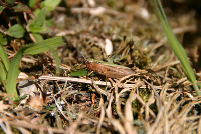 Close-up of lizard