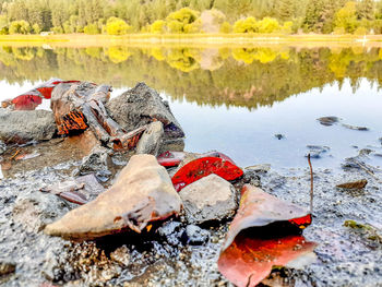 Driftwood on rock by lake