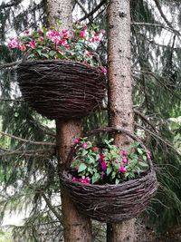 Pink flower pot on tree trunk