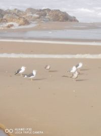 Seagulls on beach