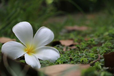 Close-up of white flowering plant