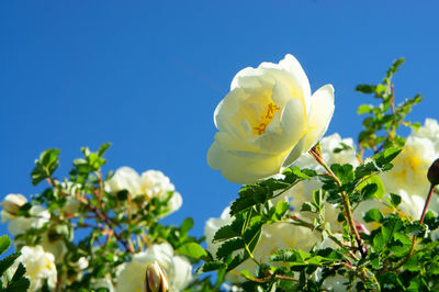 Close-up of yellow flowering plant against clear sky